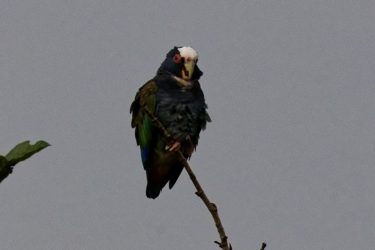 White-crowned Parrot - ML628051666