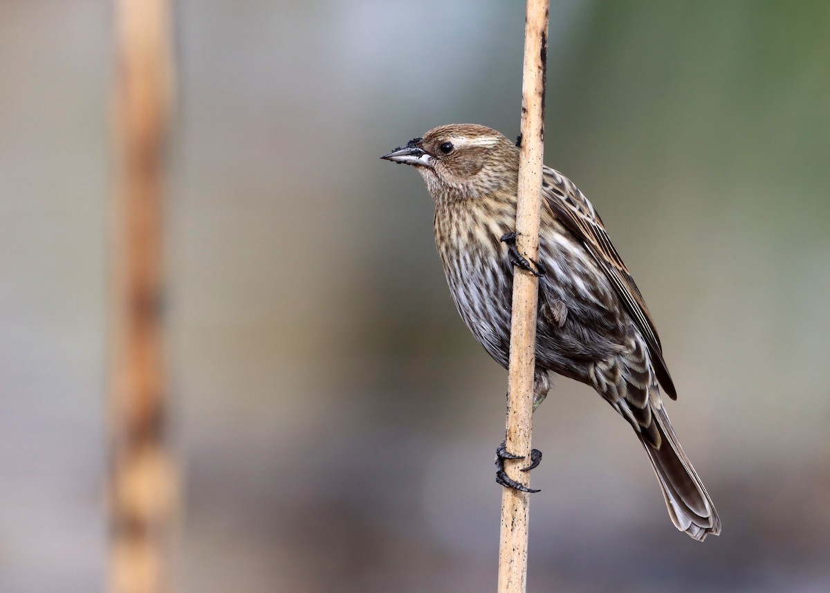 Red-winged Blackbird - ML628051669