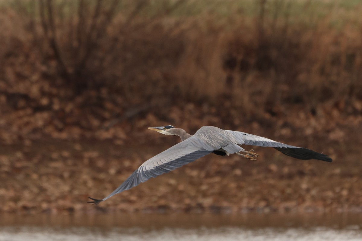 Great Blue Heron - ML628051680