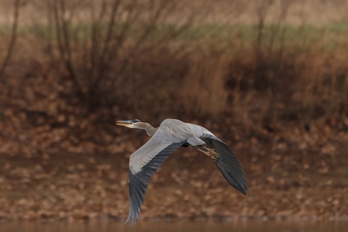Great Blue Heron - ML628051681