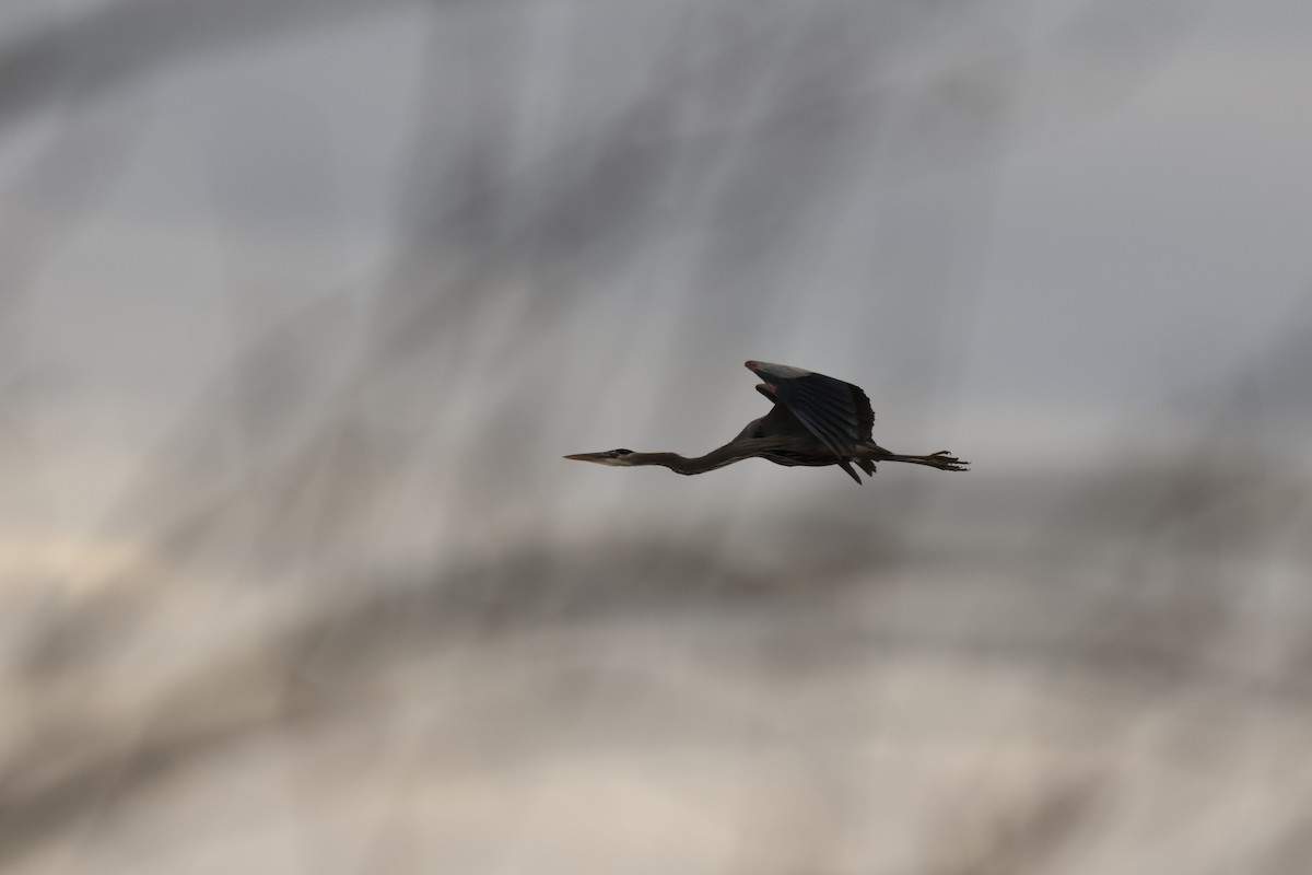 Great Blue Heron - ML628051682