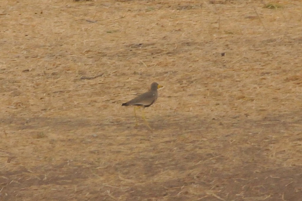 Wattled Lapwing - ML628051728