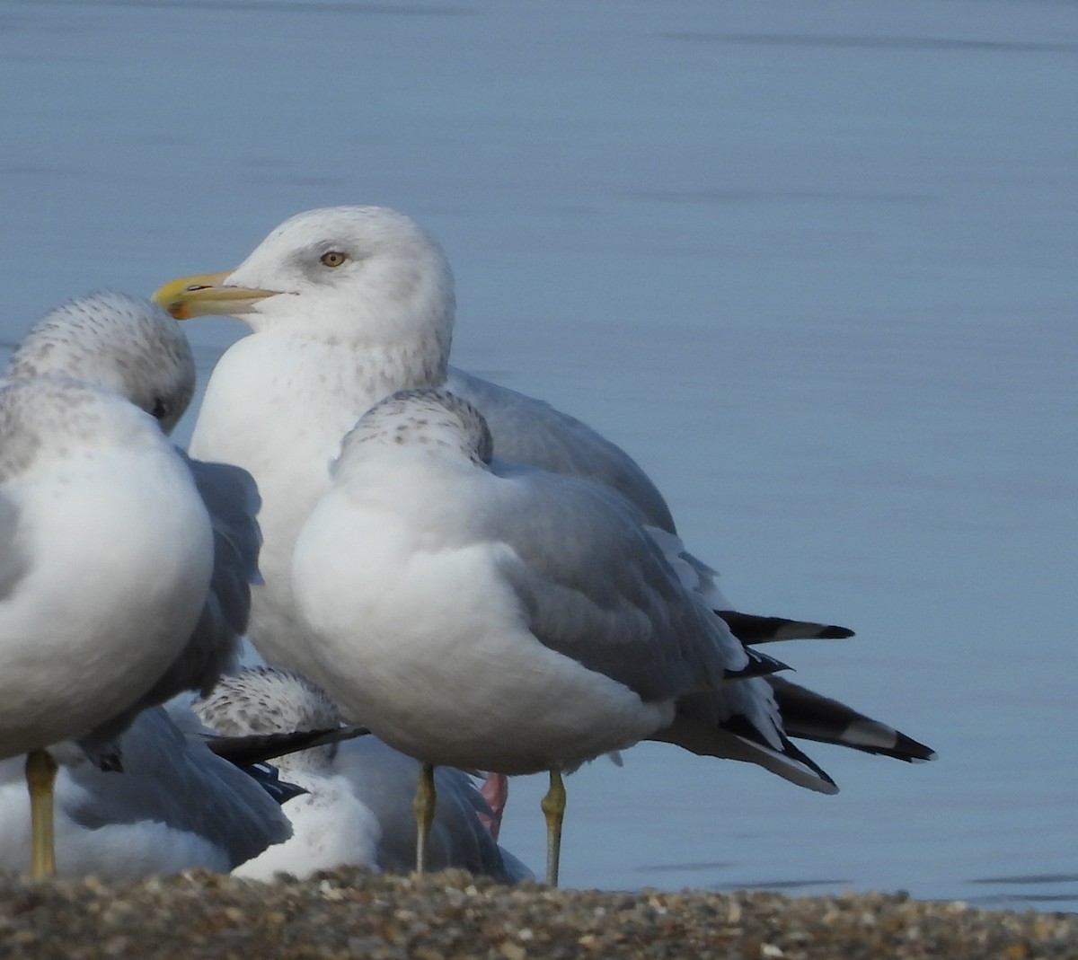 American Herring Gull - ML628051779