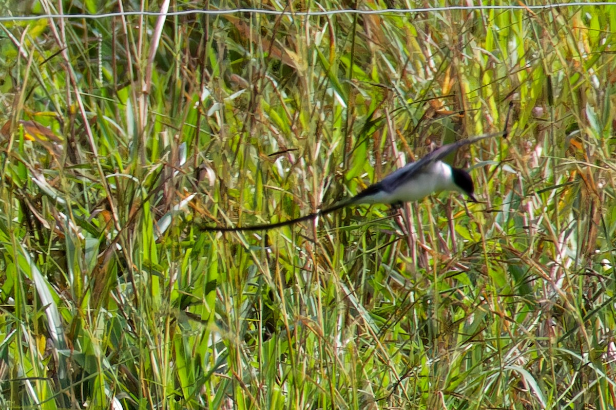 Fork-tailed Flycatcher - ML628051780