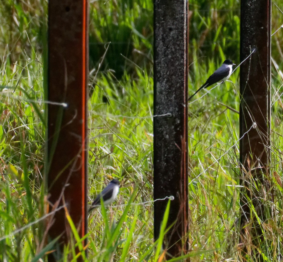 Fork-tailed Flycatcher - ML628051781