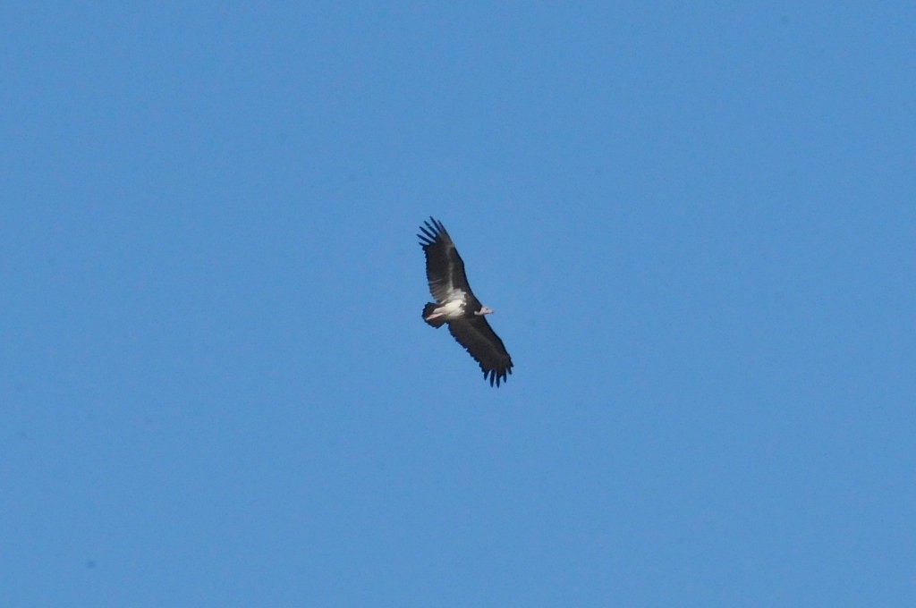 White-headed Vulture - ML628051782