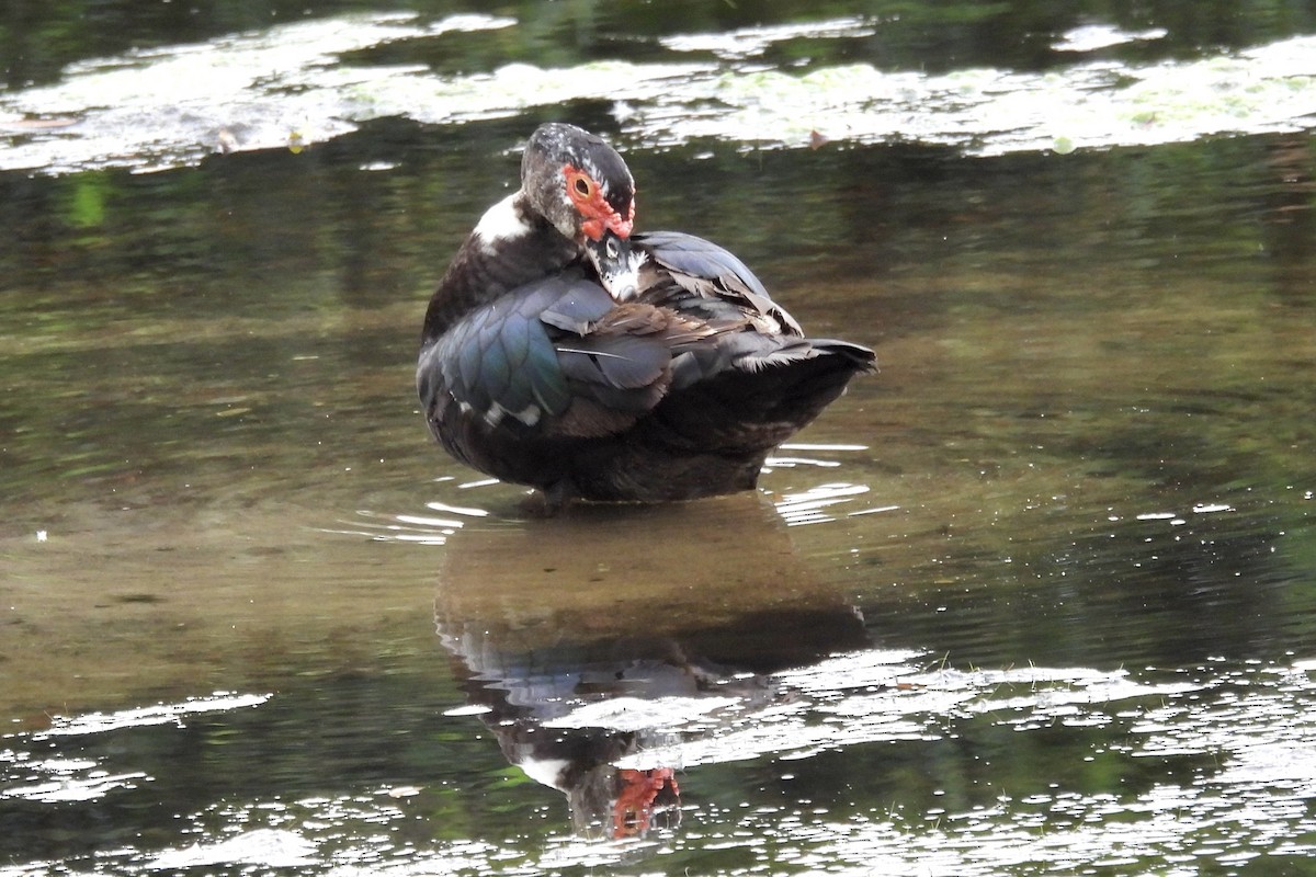 Muscovy Duck (Domestic type) - ML628051796