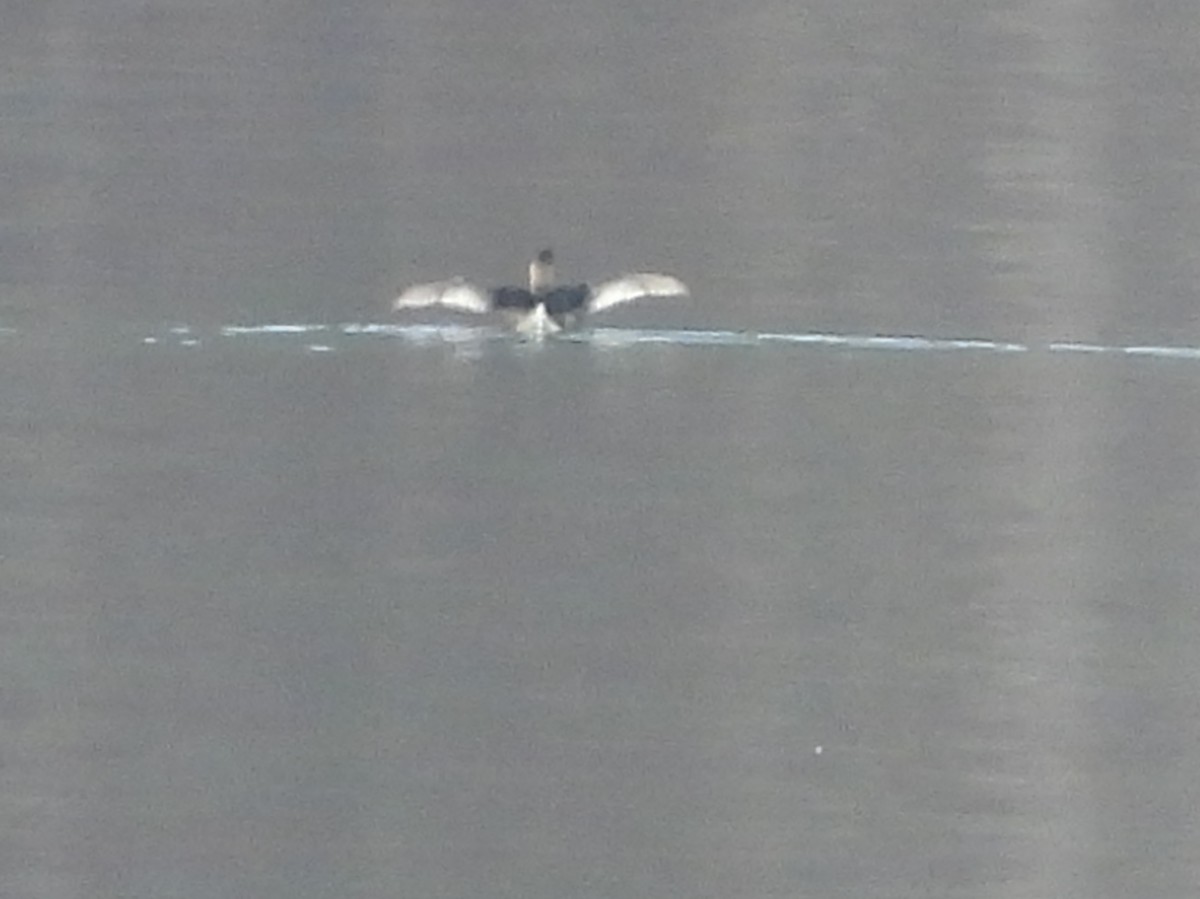 Red-necked Grebe - ML628051804