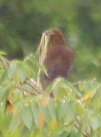 Russet-backed Oropendola - ML628051807