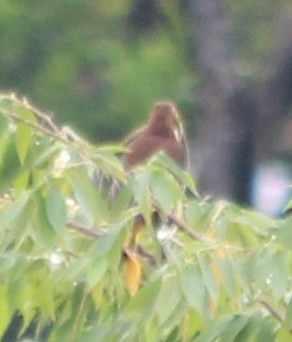 Russet-backed Oropendola - ML628051808