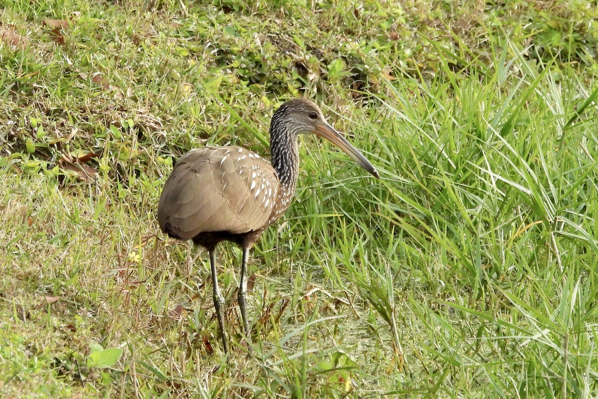 Limpkin - ML628051813