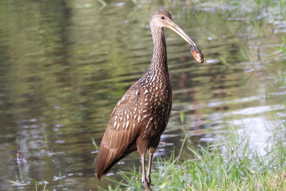 Limpkin - ML628051815