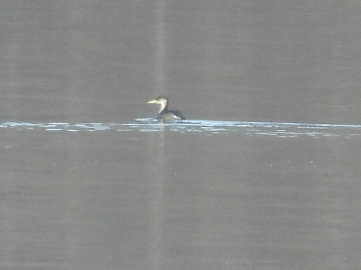 Red-necked Grebe - ML628051819