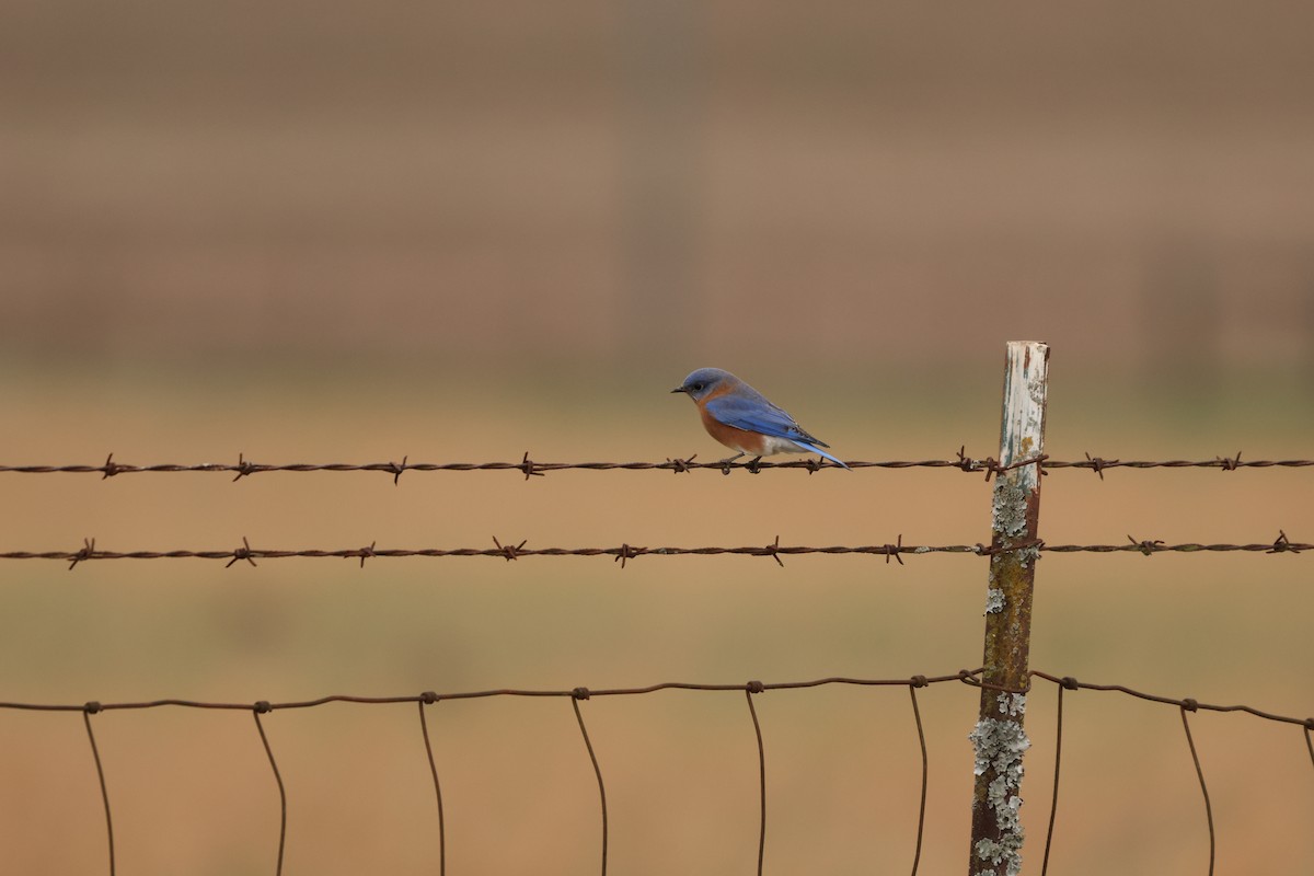 Eastern Bluebird - ML628051823