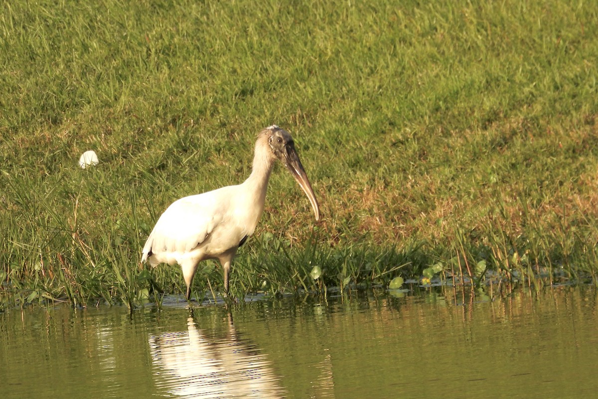 Wood Stork - ML628051849