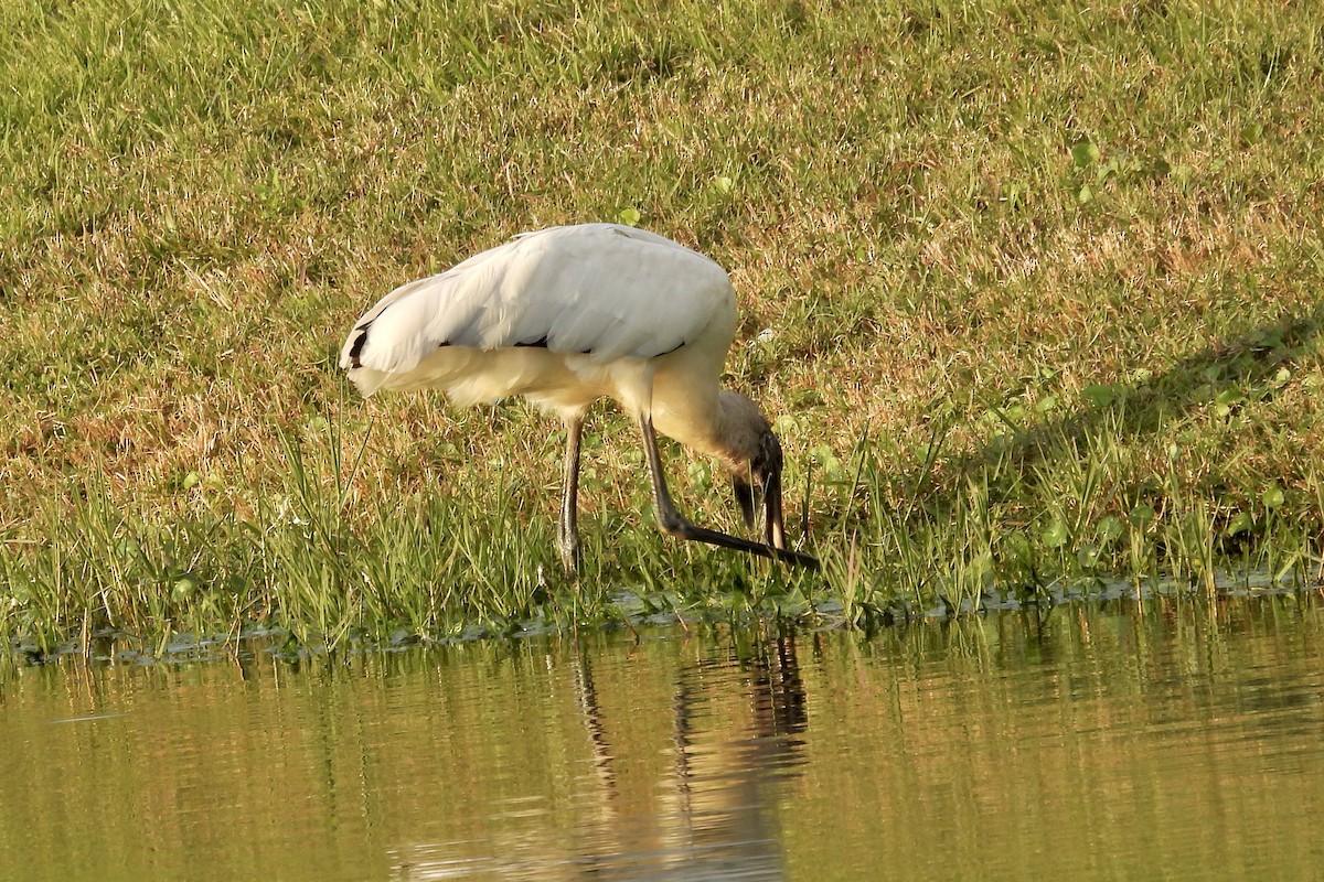 Wood Stork - ML628051850