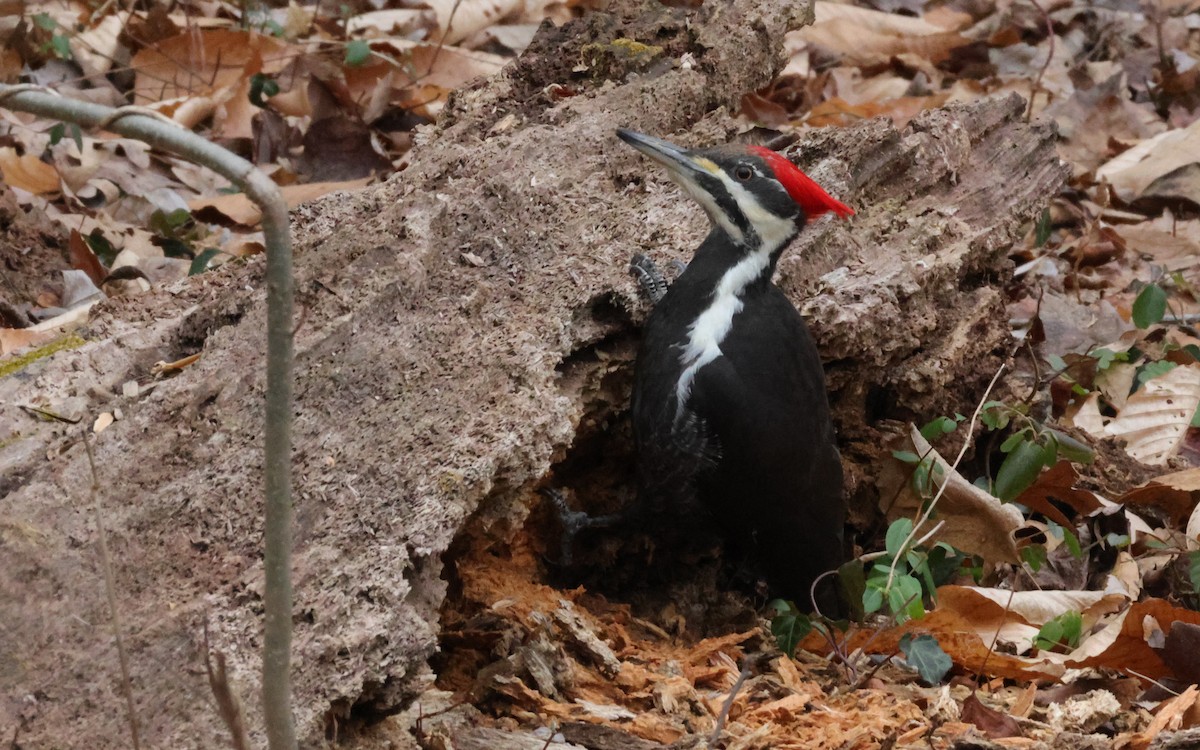 Pileated Woodpecker - ML628051851