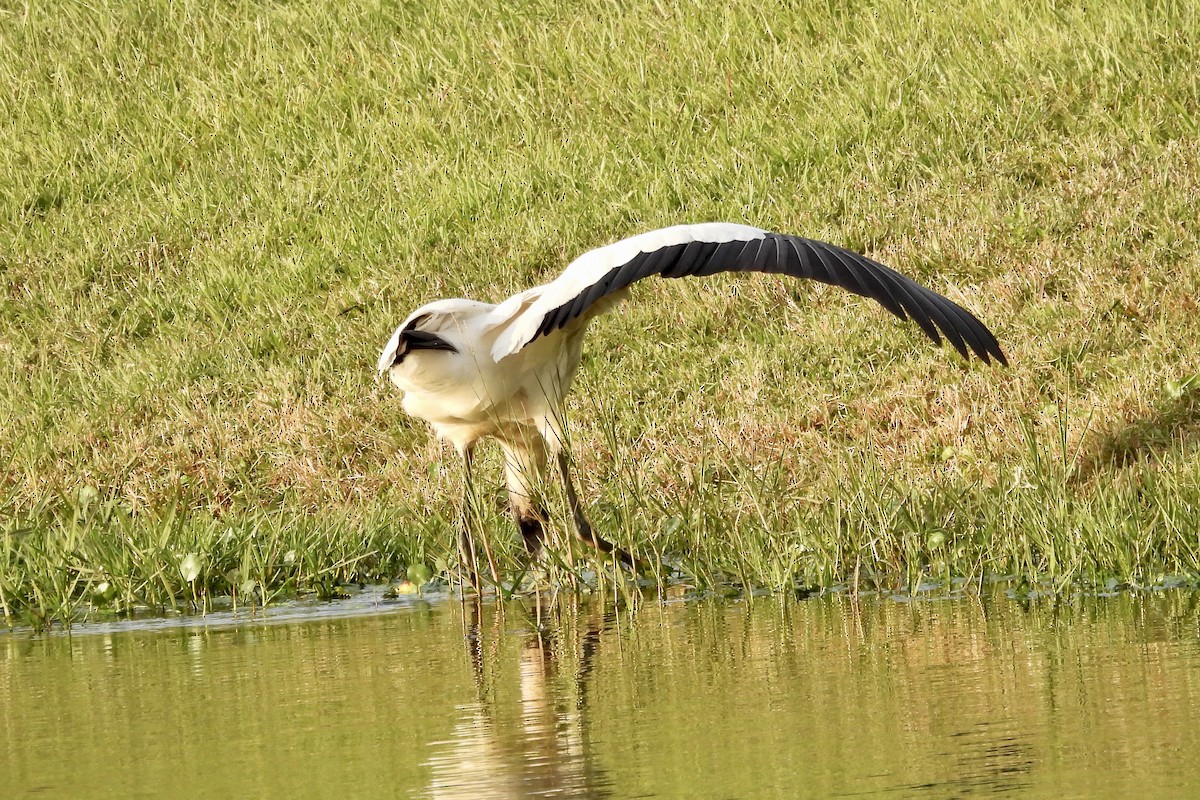 Wood Stork - ML628051857