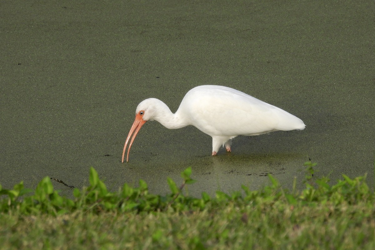 White Ibis - ML628051879