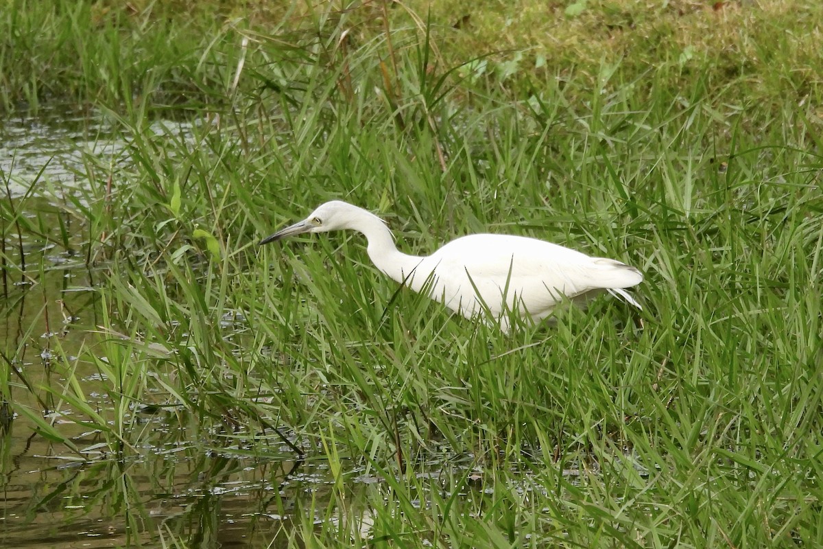 Little Blue Heron - ML628051901
