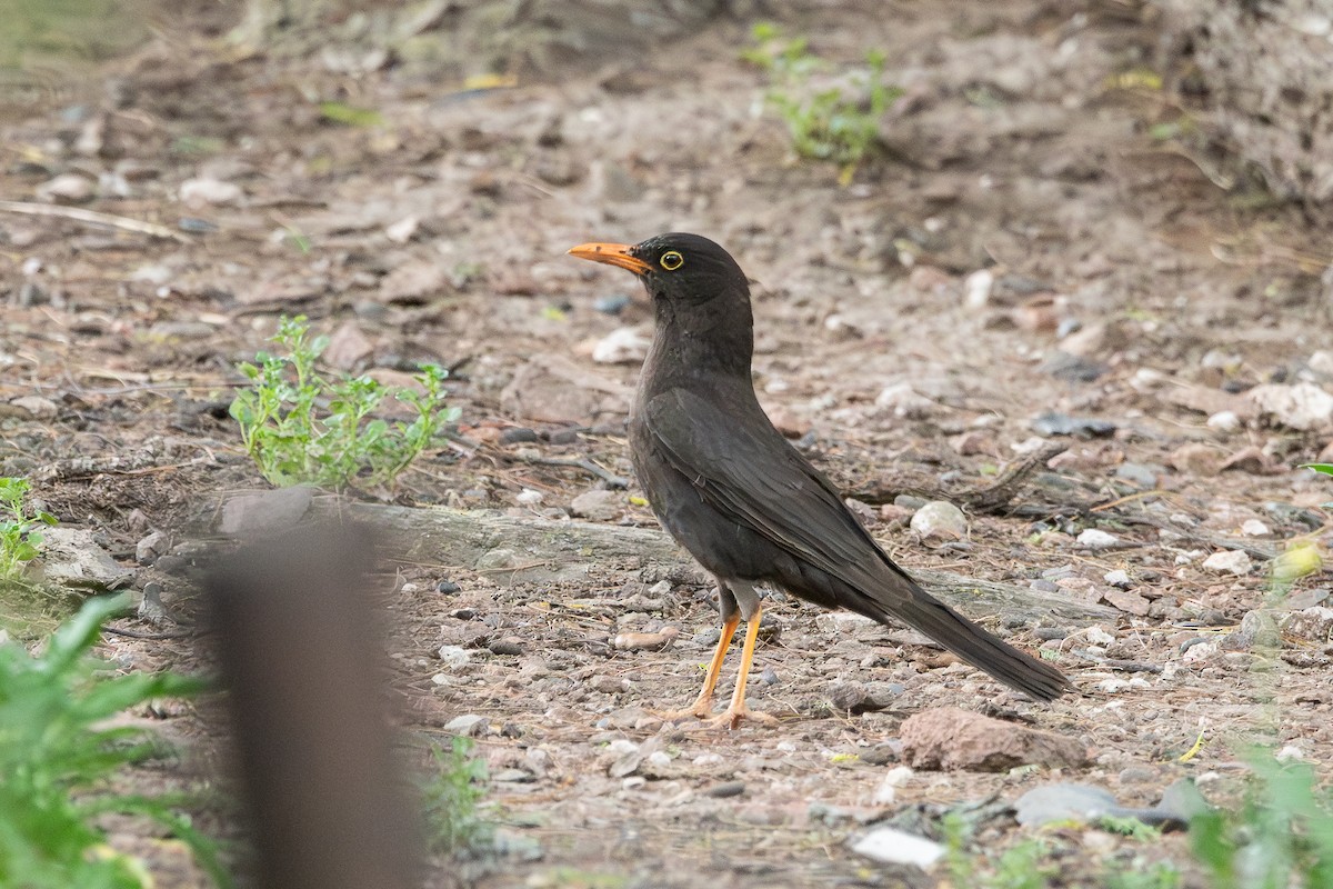 Chiguanco Thrush - ML628051921