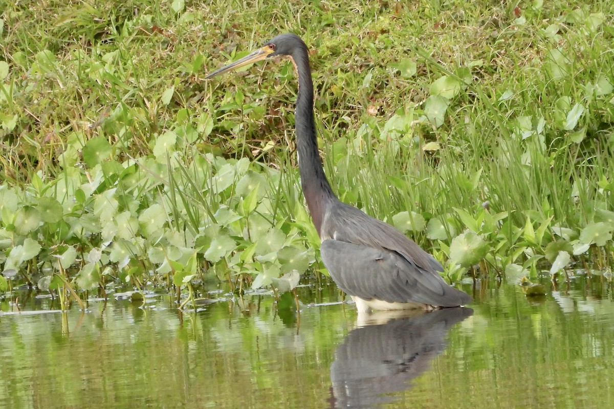 Tricolored Heron - ML628051922