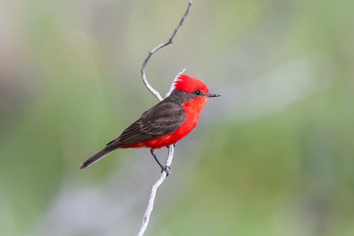 Vermilion Flycatcher - ML628051938