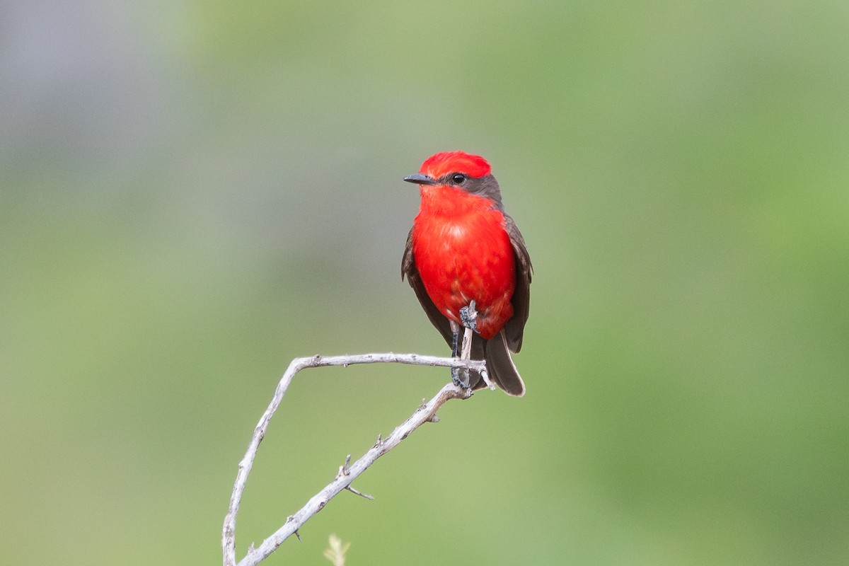 Vermilion Flycatcher - ML628051939