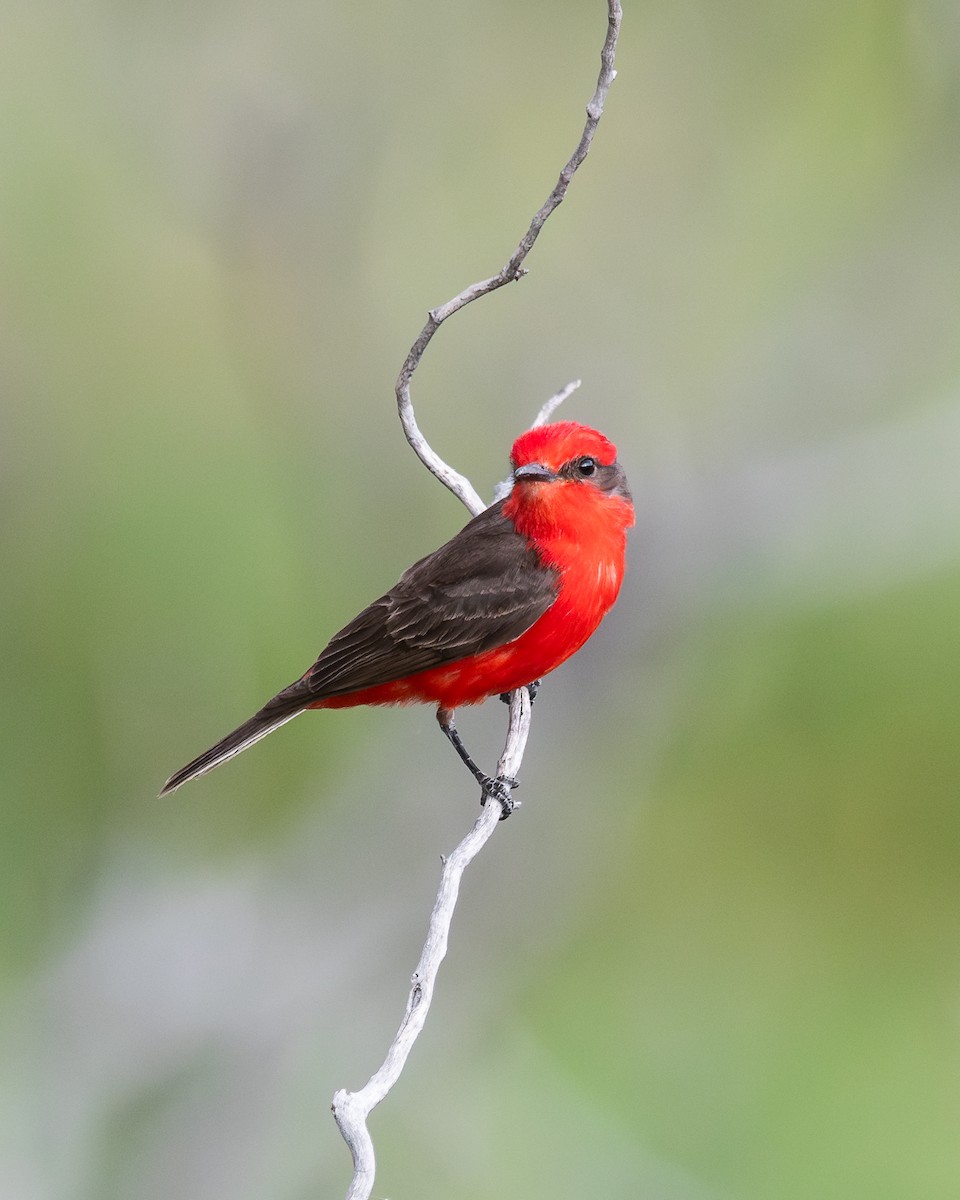 Vermilion Flycatcher - ML628051940