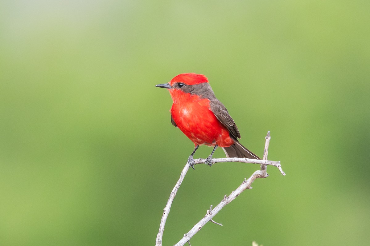 Vermilion Flycatcher - ML628051941