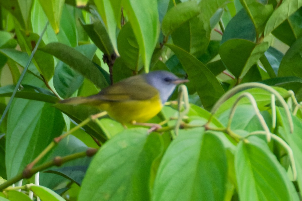 Mourning Warbler - ML628051942