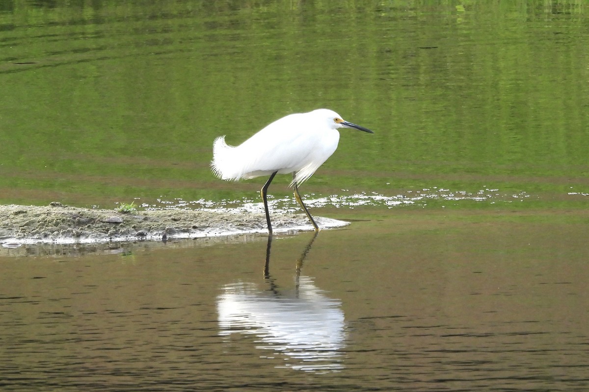 Snowy Egret - ML628051961