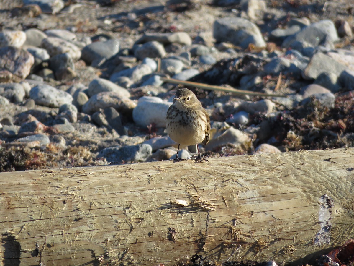 Pipit d'Amérique - ML628051964