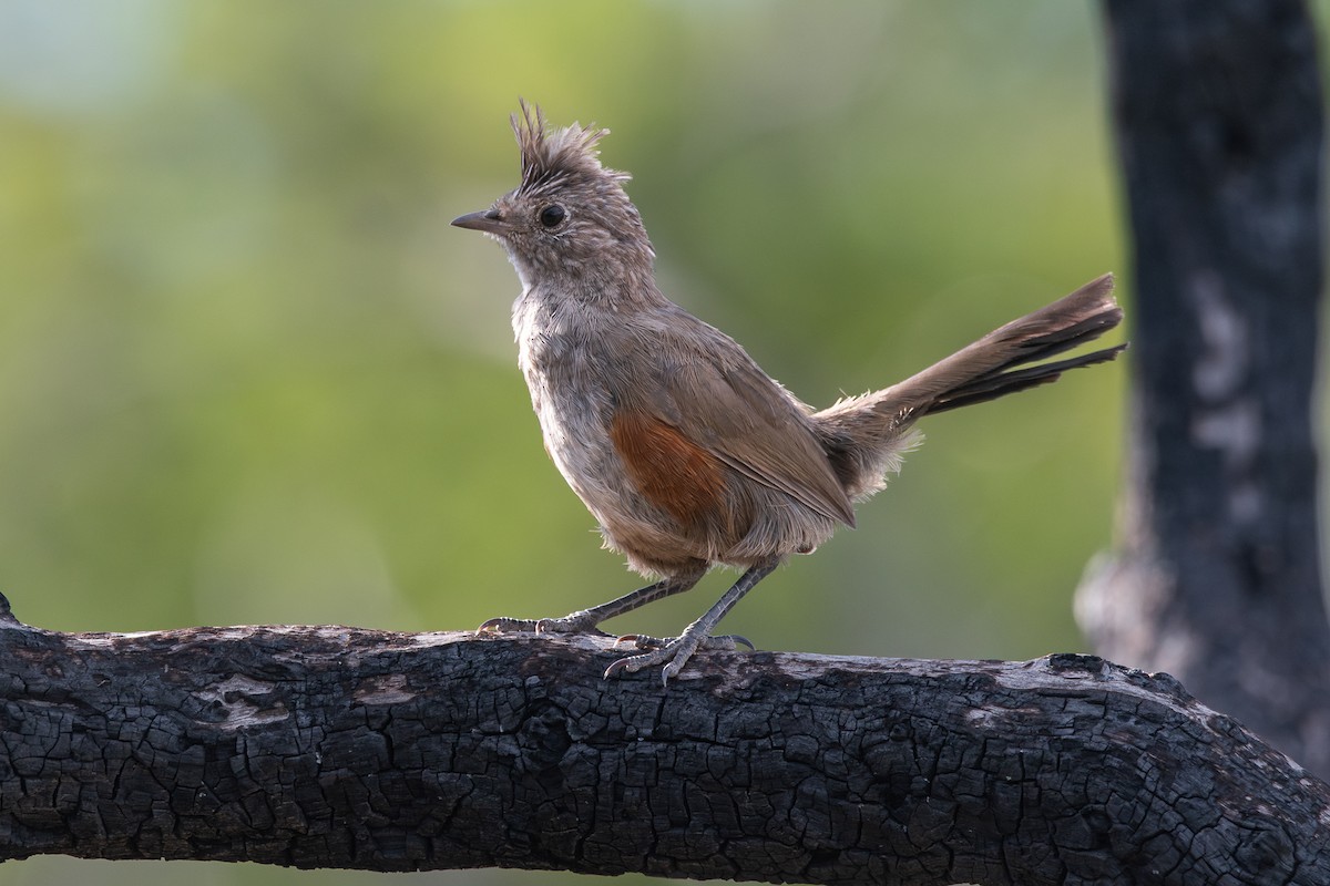 Crested Gallito - ML628051980