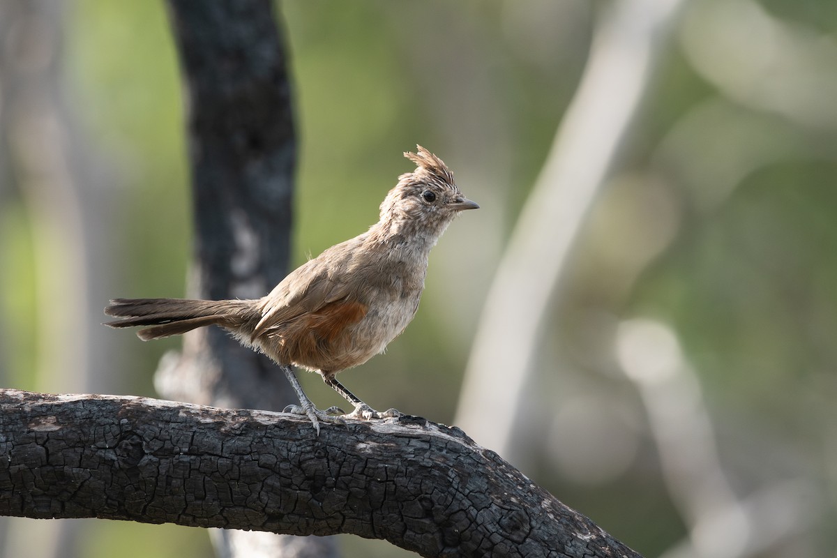 Crested Gallito - ML628051981