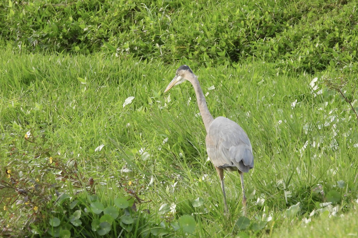 Great Blue Heron - ML628051984