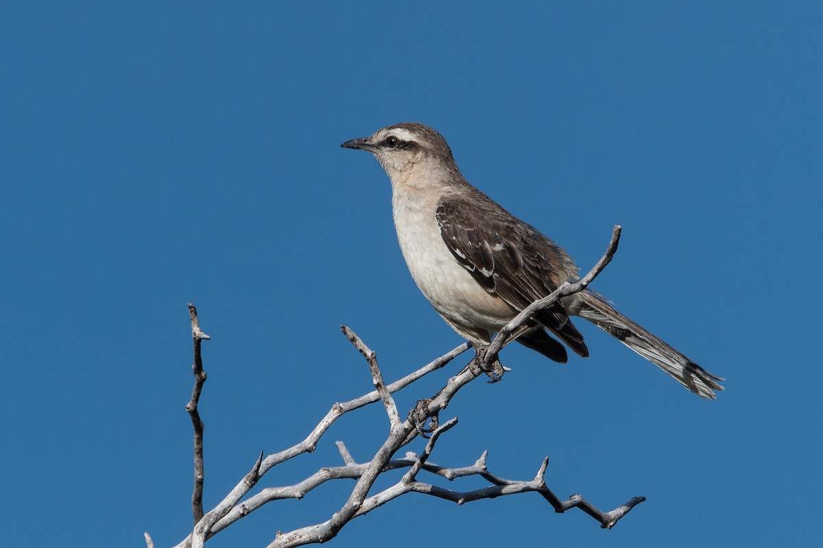 Chalk-browed Mockingbird - ML628051987