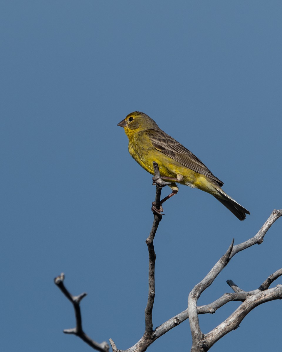 Grassland Yellow-Finch - ML628051988