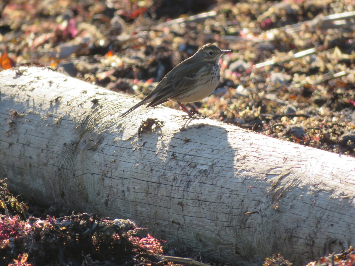 Pipit d'Amérique - ML628051991