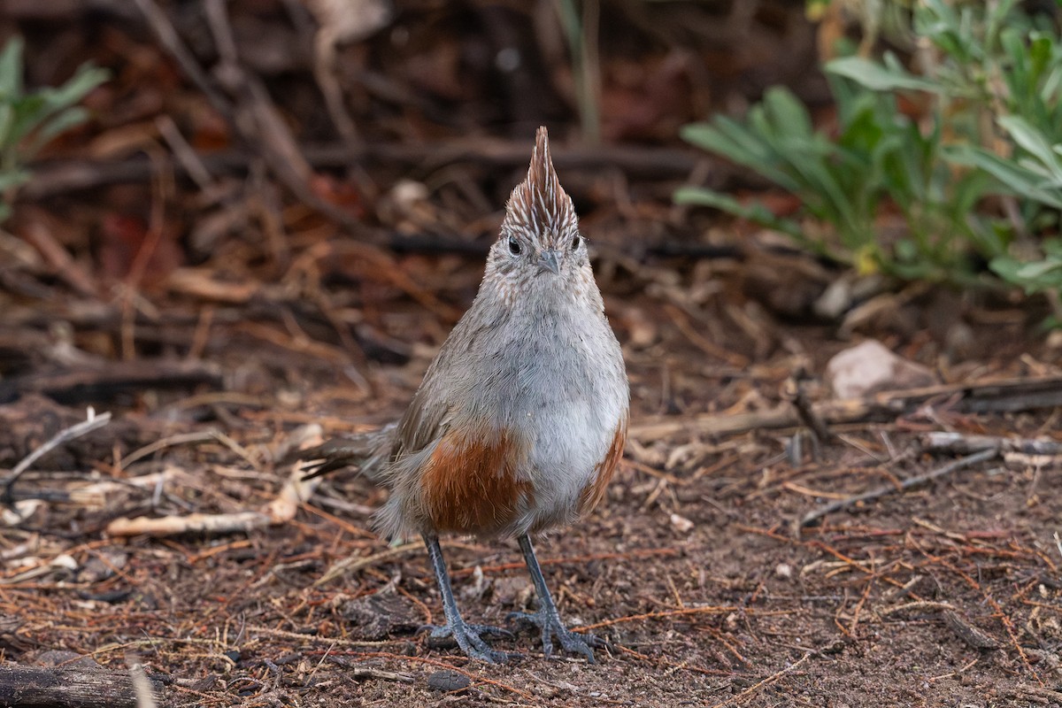 Crested Gallito - ML628052026