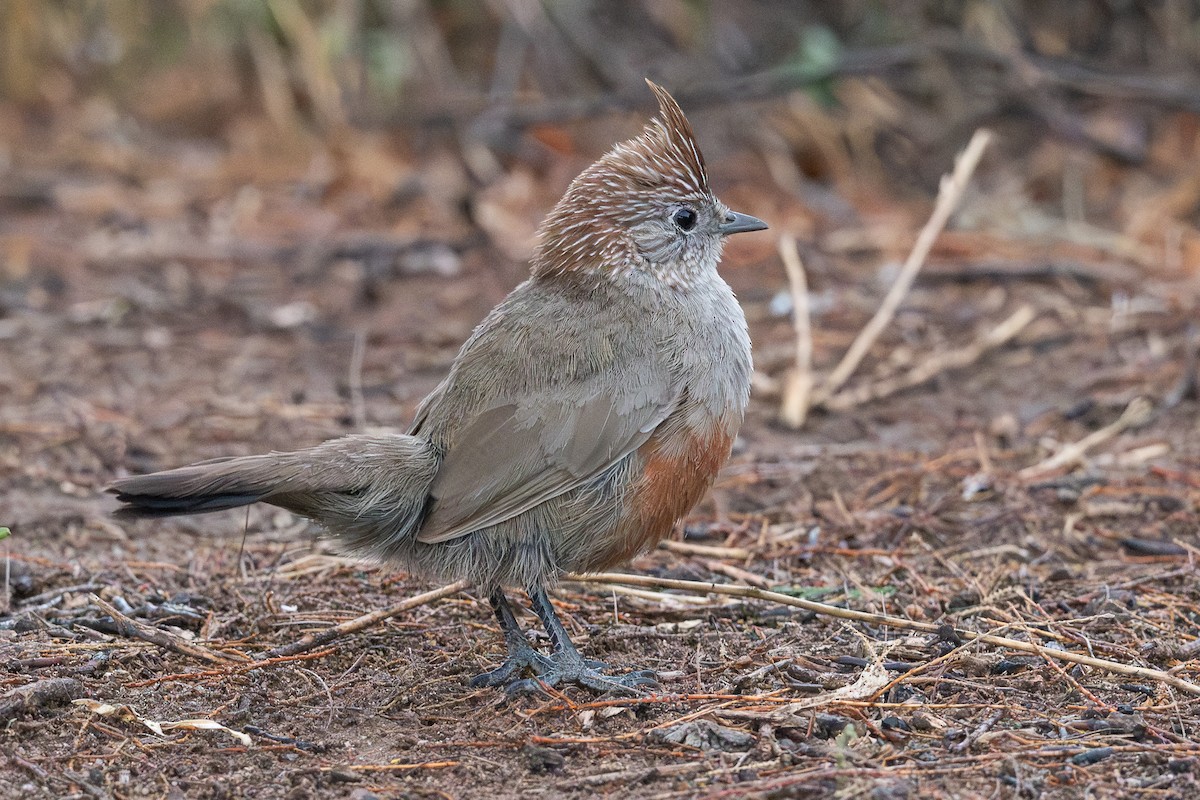 Crested Gallito - ML628052027