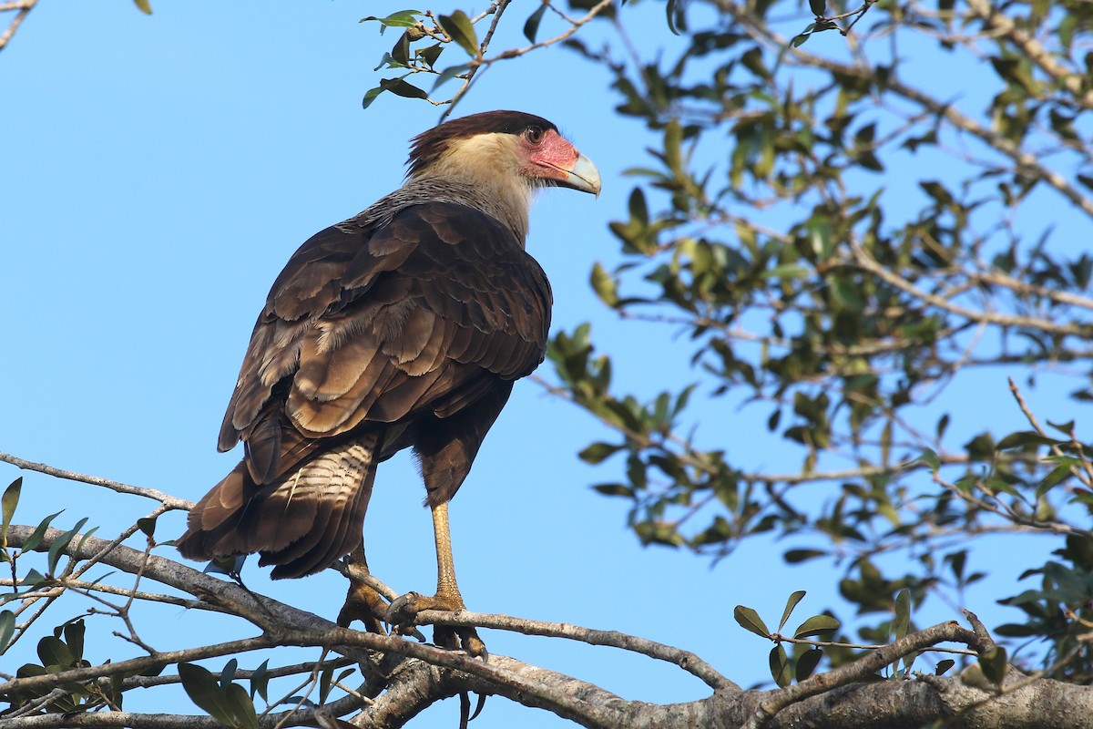 Crested Caracara (Northern) - ML628052053