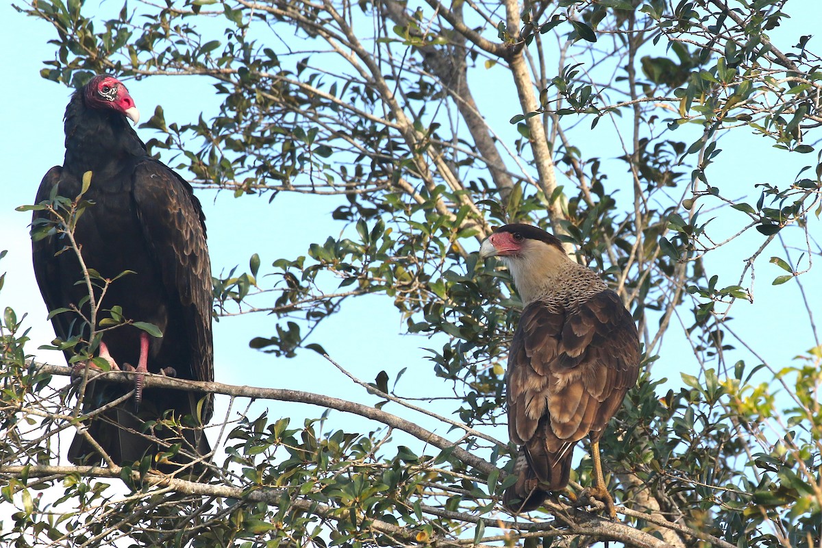 Crested Caracara (Northern) - ML628052054