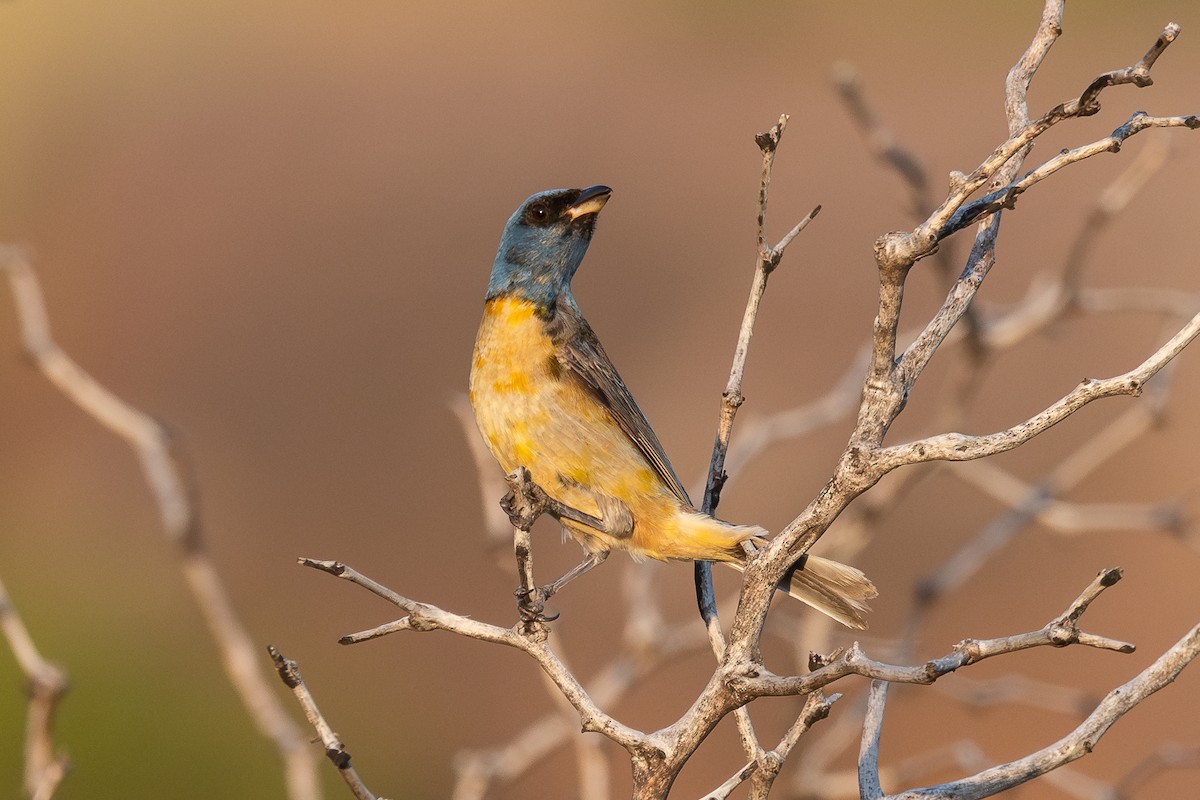 Blue-and-yellow Tanager - ML628052063