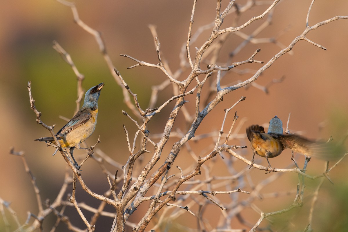 Blue-and-yellow Tanager - ML628052064