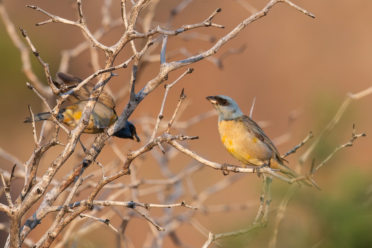 Blue-and-yellow Tanager - ML628052065