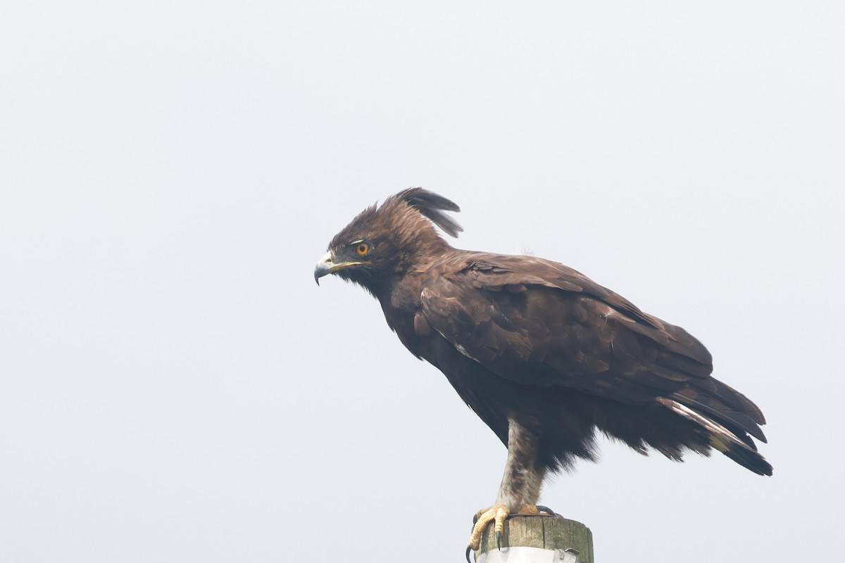 Long-crested Eagle - ML628052074