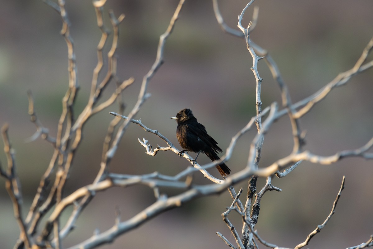 White-winged Black-Tyrant - ML628052090