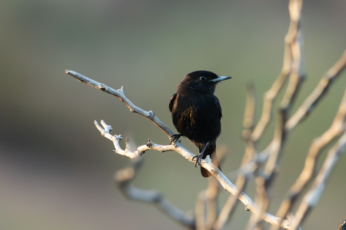 White-winged Black-Tyrant - ML628052091