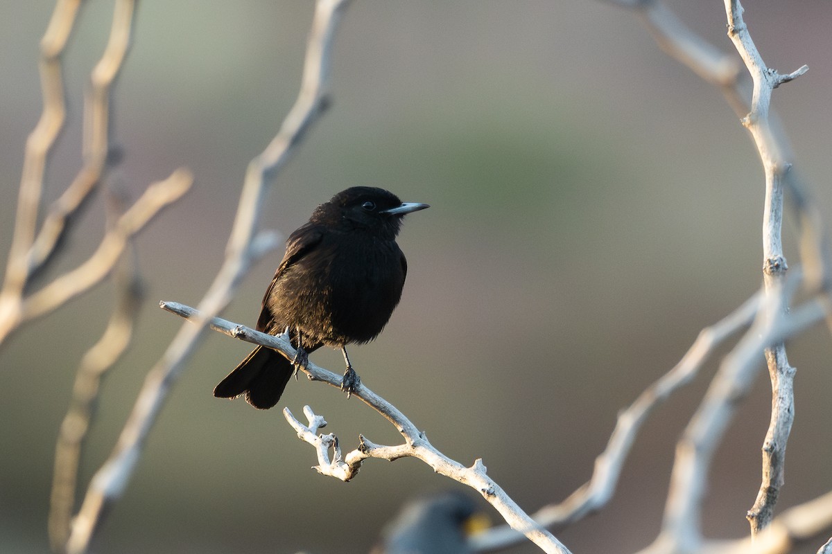 White-winged Black-Tyrant - ML628052092